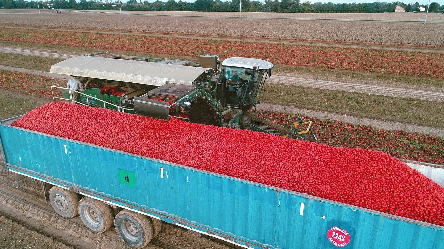 Le raccoglitrici possono scaricare il pomodoro in rimorchi fino a 13,5 metri trainati da camion o trattori